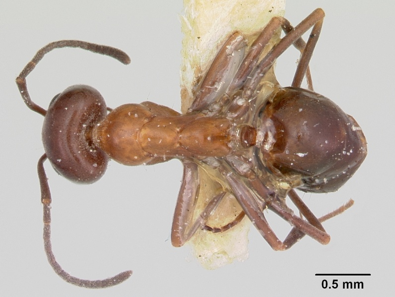 File:Dorymyrmex smithi casent0103443 dorsal 1.jpg