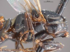 Formica obsidiana antweb1008417 p 5 high.jpg