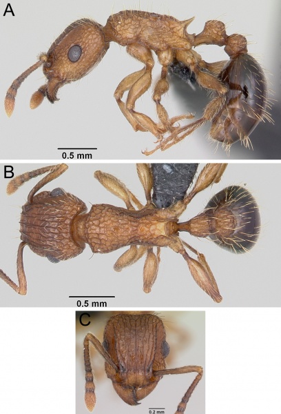 File:HG 2011a Tetramorium 15.jpg