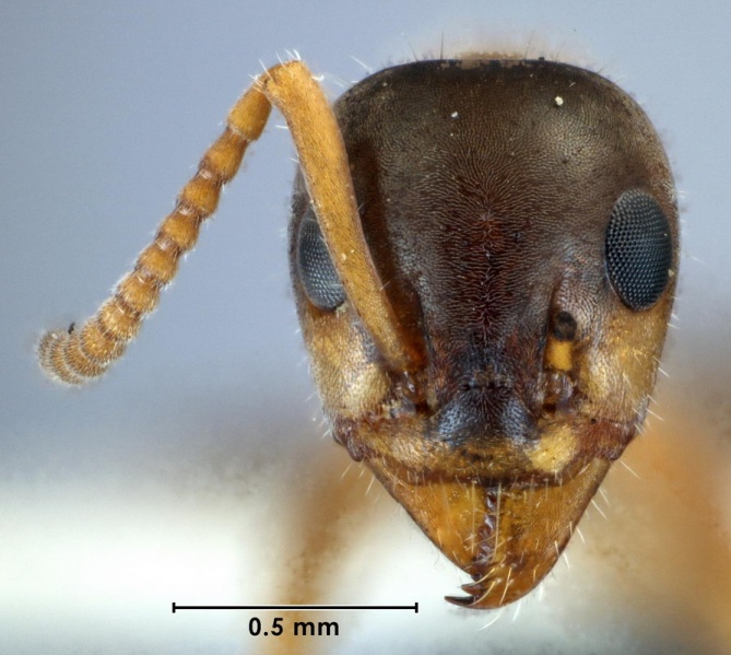 File:Iridomyrmex adstringatus ANIC32-042658 head 63-Antwiki.jpg