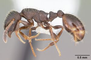 Leptothorax crassipilis casent0104820 profile 1.jpg