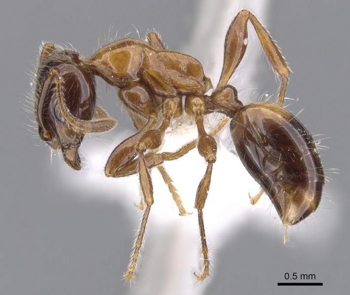 File:Monomorium nightcapense casent0902317 p 1 high.jpg