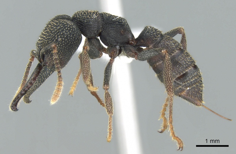 File:Mystrium eques casent0317390 p 1 high.jpg