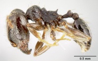 Pheidole mackayi jtlc000007339 profile 1.jpg