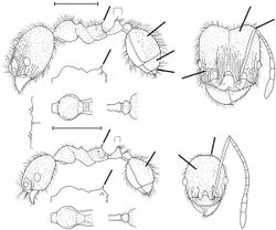 Pheidole petrensis Wilson 2003.jpg