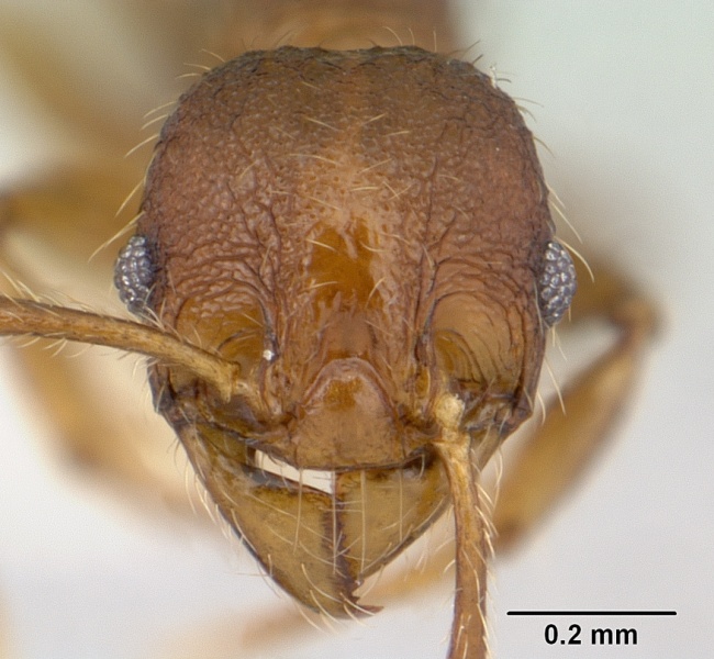 File:Pheidole sigillata casent0178056 head 1.jpg