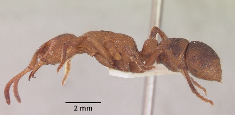 File:Psalidomyrmex sallyae sam-ent-11552 profile 1.jpg