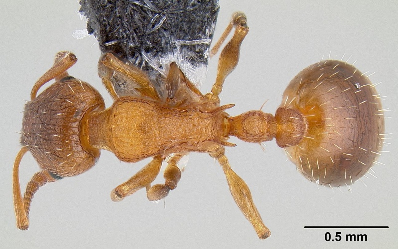 File:Temnothorax rugatulus casent0106025 dorsal 1.jpg