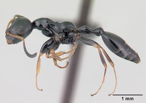 Tetraponera phragmotica casent0136912 profile 1.jpg