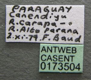 Amblyopone lurilabes casent0173504 label 1.jpg
