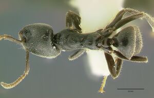 Anonychomyrma minutus had.jpg