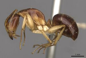 Camponotus discors casent0910293 p 1 high.jpg