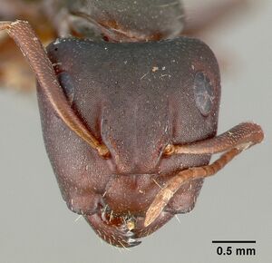 Camponotus planus castype03690 head 1.jpg