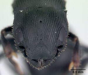 Cataulacus wasmanni casent0498338 head 1.jpg