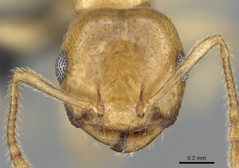 File:Crematogaster maina casent0317758 h 2 high.jpg