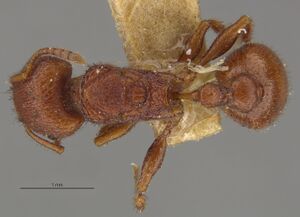 MCZ-ENT00674226 Pogonomyrmex pima queen had.jpg