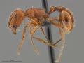 Mcz-ent00668688 Pogonomyrmex californicus hal.jpg