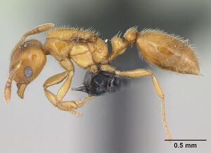 Monomorium chnodes casent0026444 profile 1.jpg