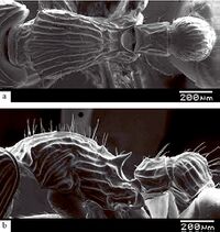 Myrmecina inthanonensis F24ab.JPG