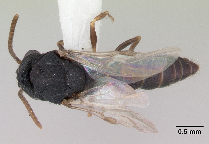 File:Mystrium camillae casent0172839 dorsal 1.jpg