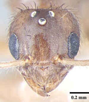 Nylanderia smythiesii h queen.jpg