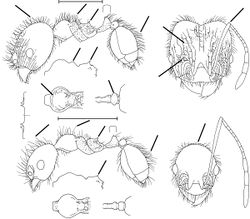 Pheidole aenescens Wilson 2003.jpg