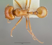 Pogonomyrmex bigbendensis castype14104 dorsal 1.jpg