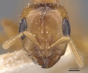 Pseudomyrmex concolor casent0907547 h 1 high.jpg