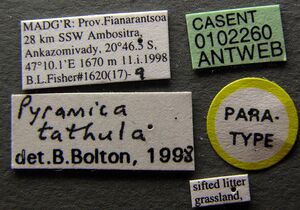 Pyramica tathula casent0102260 label 1.jpg