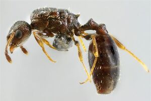 Temnothorax conatensis q.jpg