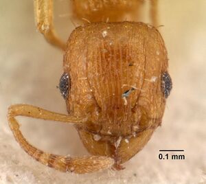 Tetramorium caldarium casent0101490 head 1.jpg