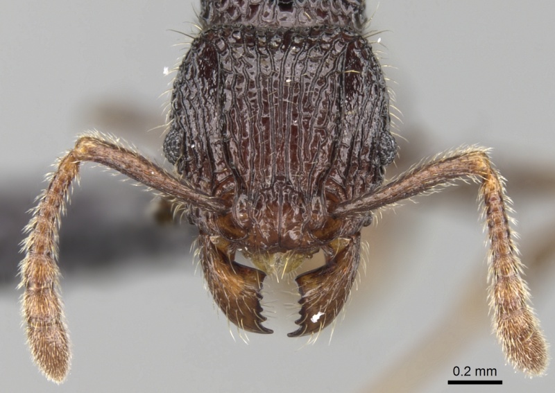 File:Tetramorium nify casent0163155 h 2 high.jpg