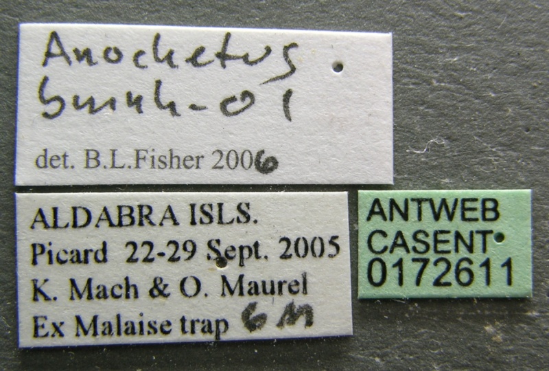 File:Anochetus pattersoni casent0172611 label 1.jpg