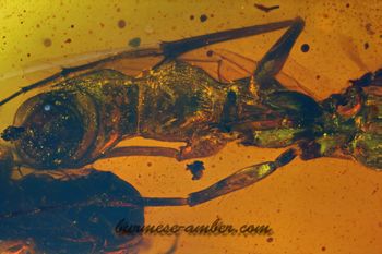 Camelomecia janovitzi, Burmese-amber.com (6).jpg