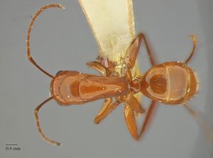 Camponotus-schaefferi had 1-25x.jpg