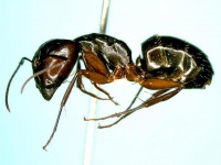 Camponotus amamianus side (www.niaes.affrc.go.jp).jpg