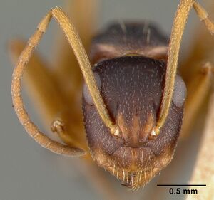 Camponotus planus castype00458-02 head 1.jpg