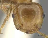 Crematogaster gambiensis casent0902057 h 1 high.jpg