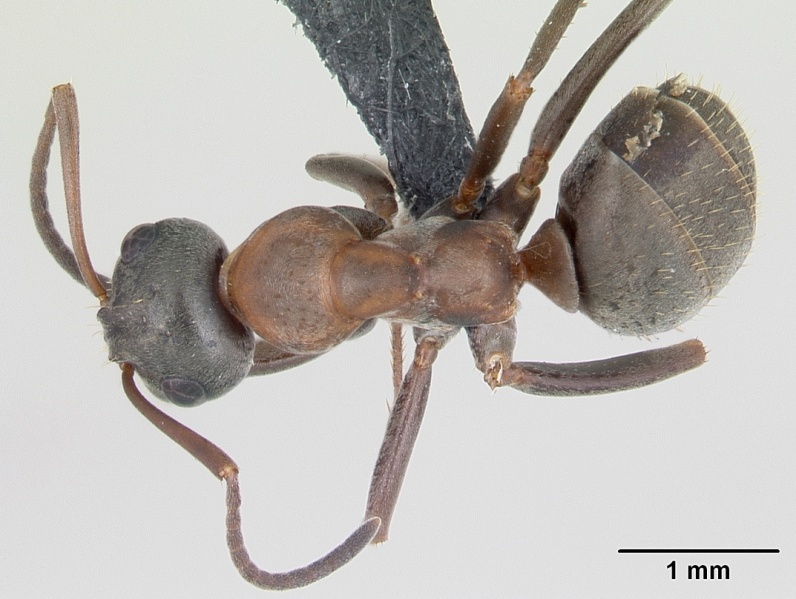 File:Formica rufibarbis casent0173870 dorsal 1.jpg