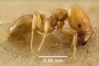 MCZ-ENT00009127 Pheidole lauta hal.jpg