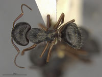 MCZ-ENT00021626 Camponotus altivagans had.jpg