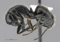 Mcz-ent00520092-Camponotus-laevigatus-had.jpg