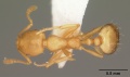 Monomorium pharaonis casent0104095 dorsal 1.jpg