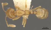 Monomorium rabirium casent0902210 d 1 high.jpg