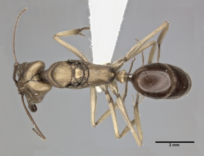 File:Odontomachus insularis casent0246015 d 1 high.jpg