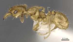 Pheidole clypeocornis casent0901661 p 1 high.jpg