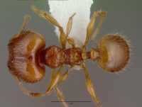 Pheidole fervens casent0008638 dorsal 1.jpg