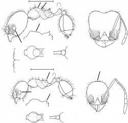 Pheidole huilana Wilson 2003.jpg