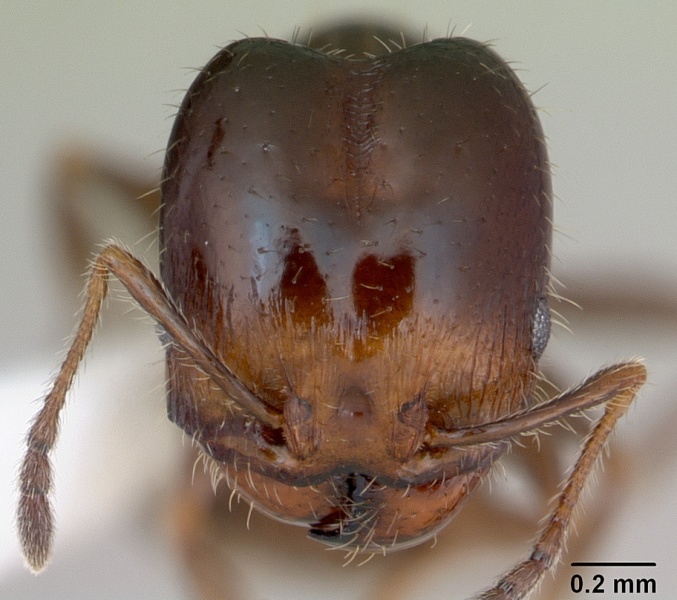 File:Pheidole tepicana casent0173873 head 1.jpg