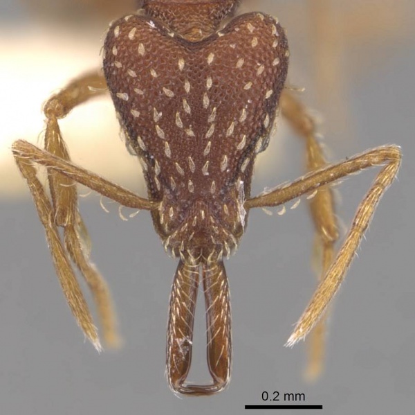 File:Strumigenys nageli casent0905782 h 1 high.jpg